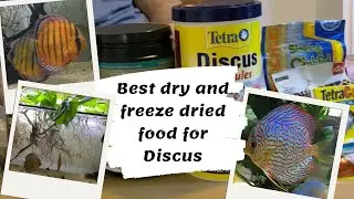 Best dry and freeze dried food for Discus?