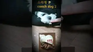 소라개 2 (conch dog 2)