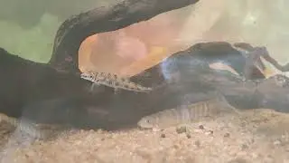 Psilorhynchus nudithoracicus