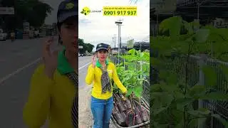 Ch&ocirc;m Ch&ocirc;m Tiến Cường chất lượng cao