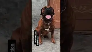 Wait Till the End&hellip; This Dog Is INSANE 🔥🐕...#dog #viral #insanedog #thedogevolution