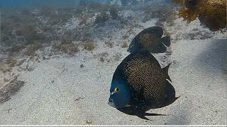 Fernando de Noronha Scuba Diving Brazil Nov 2025