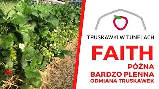 Faith - p&oacute;źna, bardzo plenna odmiana truskawek