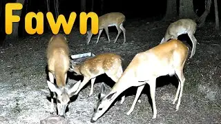 Fawn Caught on Swamp Cam: A Serene Moment in the Wild