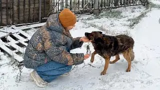 Hungry Stray Dog Finally Trusted a Human&hellip; This Moment Says Everything