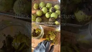 Black Walnut Tincture for Parasite Detox & Protocol #herbalist #homestead #herbalism