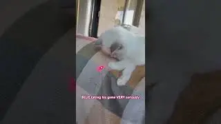 #kitten #catshorts #cutekitten #kittyplay #laserplay #catlover #petshorts #viralshorts