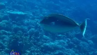 Рыба-носорог однорогая (Naso unicornis)