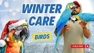 Winter Care for Birds | How to take care of your parrots in winter? #WinterCareForParrots #parrots