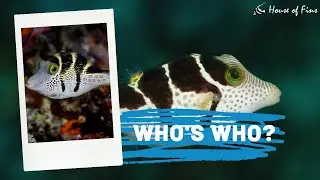 Who's Who? (Mimic Filefish vs. Valentini Puffer & Other New Saltwater Arrivals)