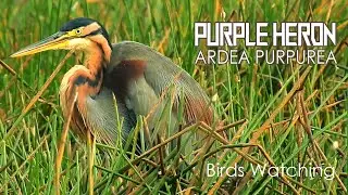 The Life of Birds | Purple Heron | Ardea Purpurea
