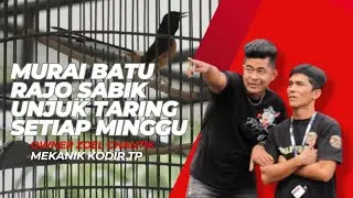 MURAI BATU RAJO SABIK | Zoel Chantik & Mekanik Kodir TP | TUNJUKKAN TARINGNYA SETIAP MINGGU ❗❗❗