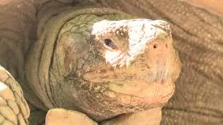 Walk on the Wild Side with KTVL - Meet Our Sulcata Tortoise