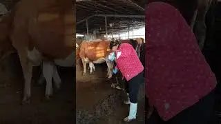Falling in Love with Music While Raising Cattle | Rural Cattle Farming Life