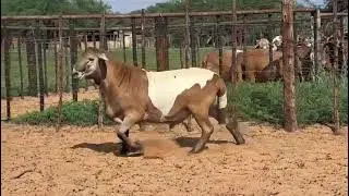 PURE MEATMASTER GENETICS!!