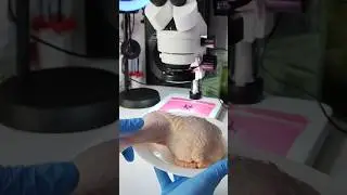 chicken leg piece under thr microscope #microscope #science #experiment #science #shorts