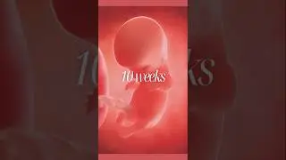 10 weeks pregnant #pregnancyweekbyweek