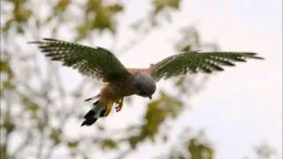 Birds Of Prey Buzzard Harris Hawk Kestrel BarryB Photographer