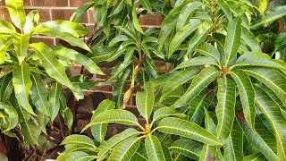 To Mango Or NOT? Inground & Unprotected All WINTER