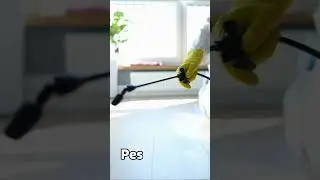 Best Pest Control Services - 5 Star Pest Services