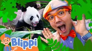 Blippi&rsquo;s Wild Animal Friends! 🐼 From Pandas to Kangoroos!