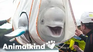 Belugas take first breath of fresh air in years | Animalkind