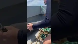 Woman Saves Baby Dolphin from Shark Attack at Last Second Rescue #dolphin #sharkattack #wildlife