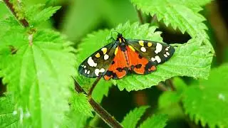 Wildlife Chronicles - The Scarlet Tiger Moth