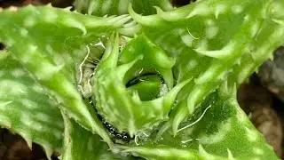 Did You Know Series: Episode 1- Tiger Tooth Aloe