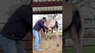 Horse chiropractor gets a big release in the hind leg!