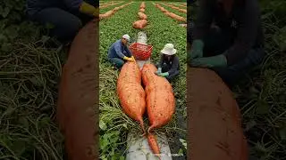 Giant Sweet Potatoes Growing in Hydroponics on a Floating Farm 🍠💧