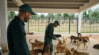 Le Maroc d&eacute;voile des mesures pour am&eacute;liorer la gestion des chiens errants