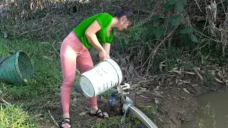 Catching 1000KG Big KOI Fish in Mud Pond -Teammates Catch Clean Fish Pond