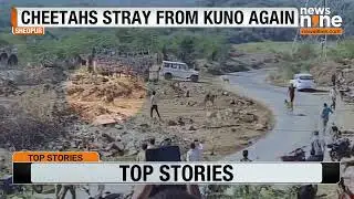 Cheetah Jwala And Cubs Stray Outside Kuno, Return After 40 Km Journey | News9