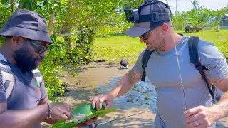 Vanuatu Jungle Perch Fishing |  Foraging Wild Foods