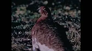 Hinterland Who's Who: The Willow Ptarmigan