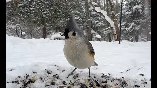CAT TV | Snack Time for Winter Birds  ❄️🐦