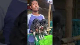 Sonpur Mela 🎡 2023 Dog Market #sonpurmela2023 #shorts