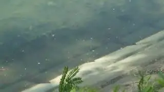 魚群M4V00490