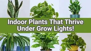 18 Best Low Light Houseplants That THRIVE Under Grow Lights | Perfect for Dark Rooms!