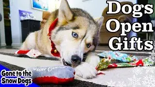 Husky Opening Christmas Presents | Dogs Open Christmas Gifts