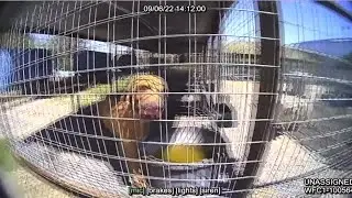 Truth or Consequences mayor, husband investigated for animal cruelty