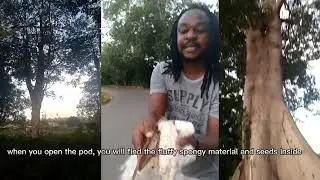 let's learn about Sufi the kapok plant that makes fiber for pillow, mattresses, clothes and dolls