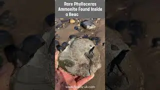 Fossil Hunter Finds Rare Fossil Ammonite #fossil #fossils #jurassic #fossilhunting #science