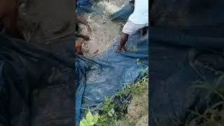 fish catching for regular monitoring of fish health