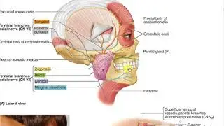 Orbicularis oris 3
