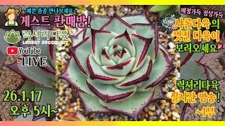 즐겁게! 어여쁘게! 애정듬뿍받은 예쁜 다육이 가득한🏵샤론다육🏵과 함께하는 럭셔리한 게스트방송에 초대합니다! 26년 1월 17일 다육이실방 #럭셔리다육 #다육판매영상 #다육판매방