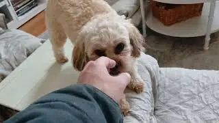 Seleb pet