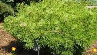 Сосна густоцветная Жан Клаус. Краткий обзор, описание характеристик pinus densiflora Jane Kluis