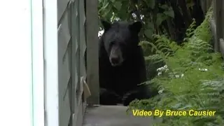 Rare black bear in Vancouver